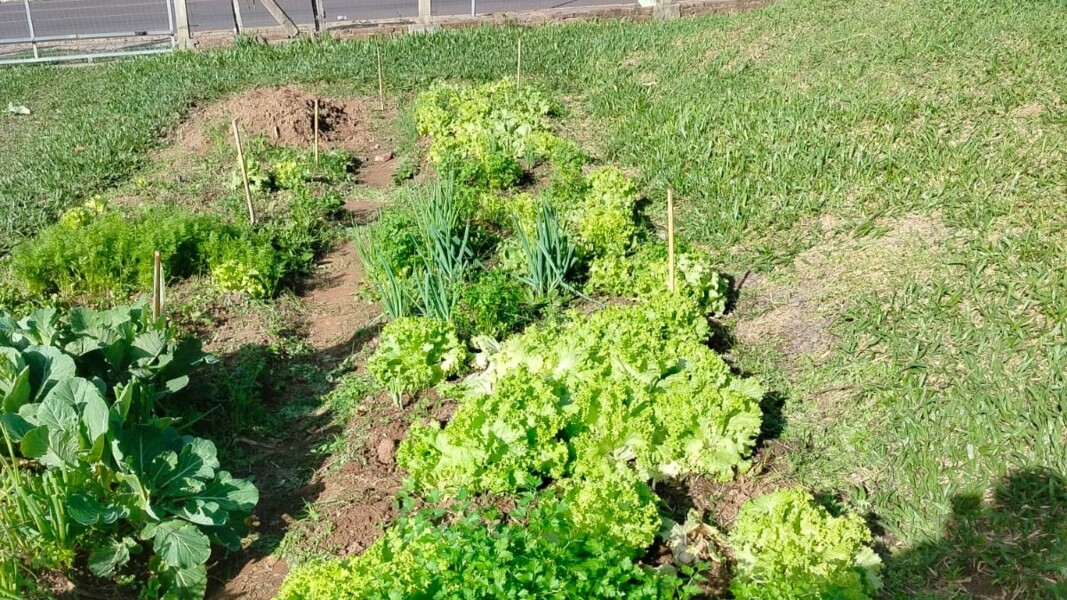 Projeto horta escolar