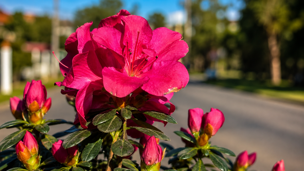 Flor Símbolo do nosso munícipio 
